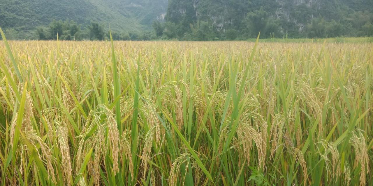 Yen Nhi Homestay Ban Gioc Каобанг Экстерьер фото